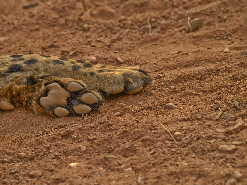 Cheetah, Hammerstein Lodge